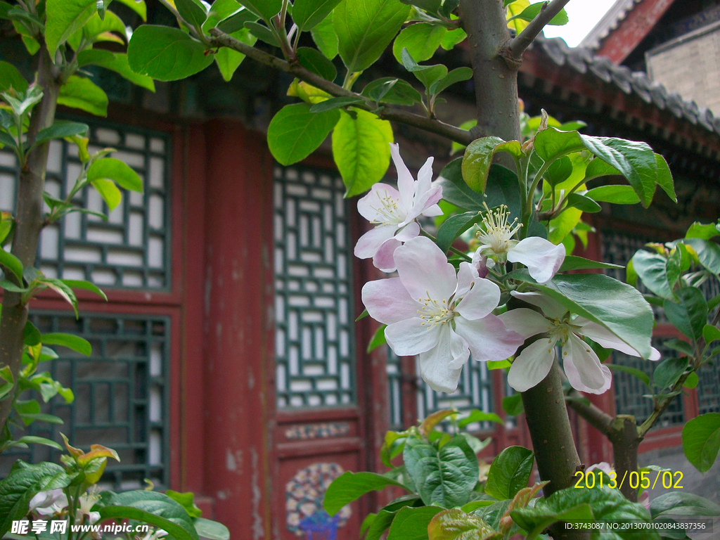 樱花