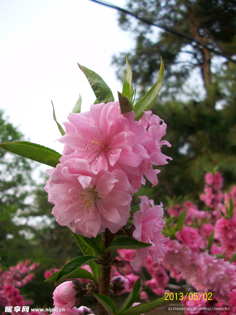 樱花