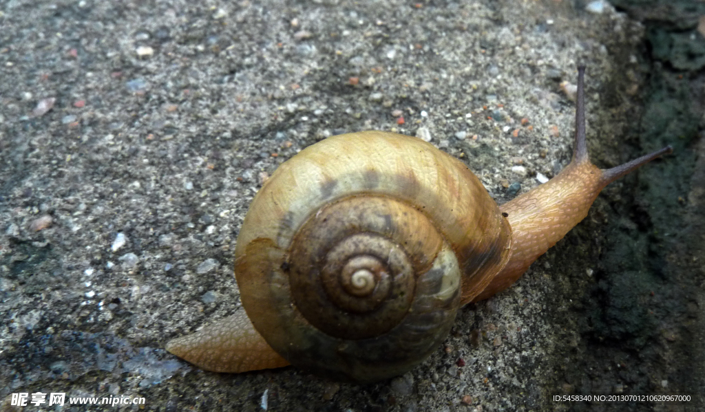 蜗牛