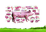 猪肉分割图