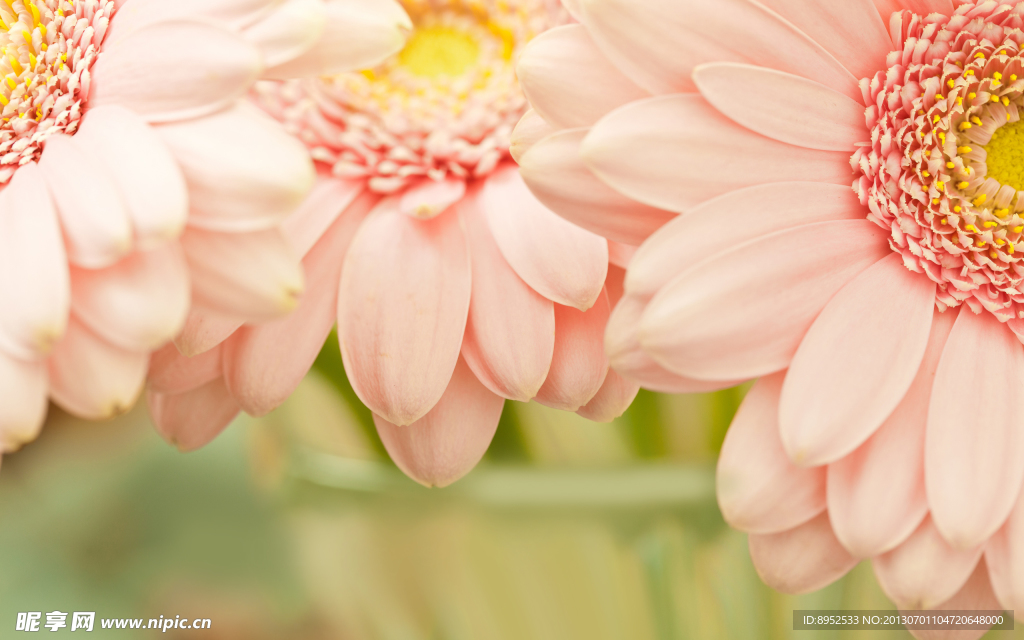 鲜花