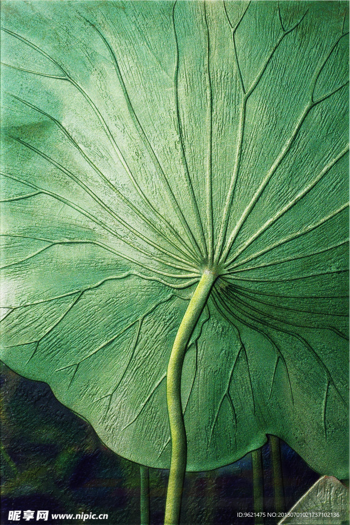 荷叶