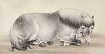 画马