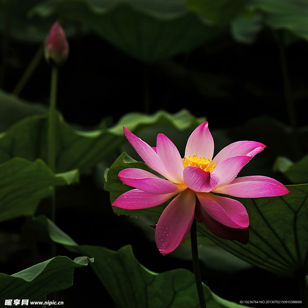 荷花