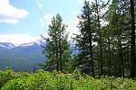 雪山森林