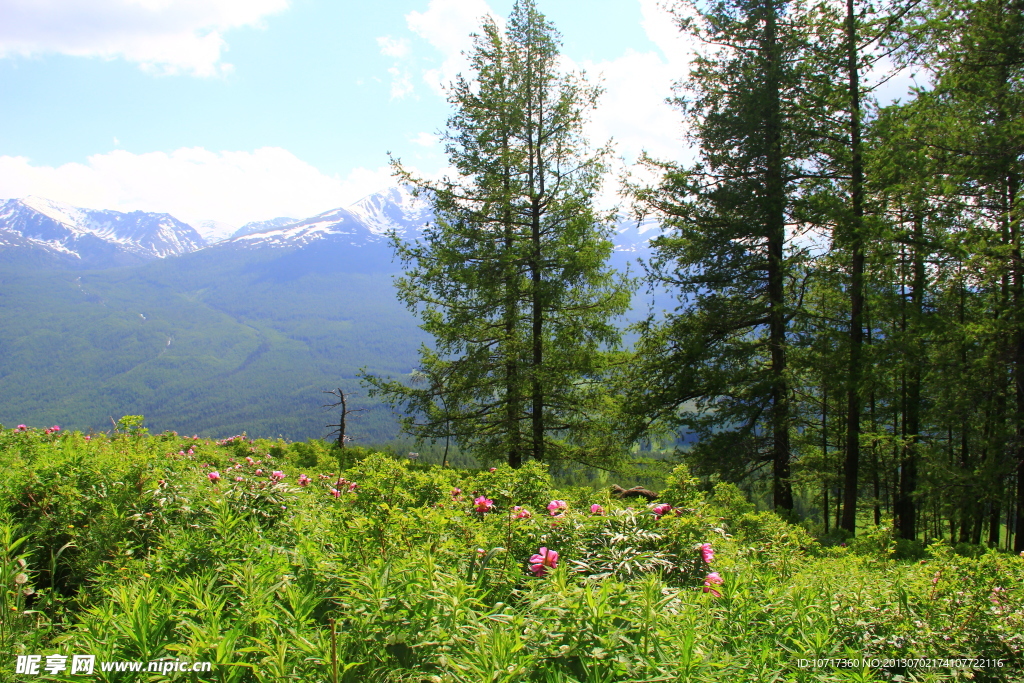 雪山草地