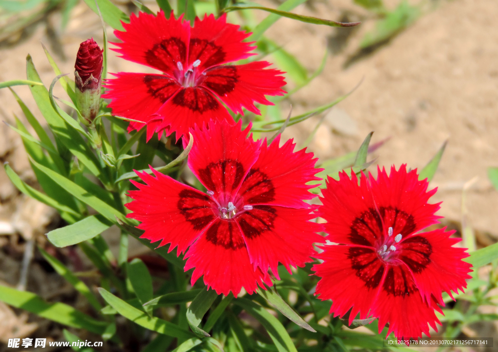 小花