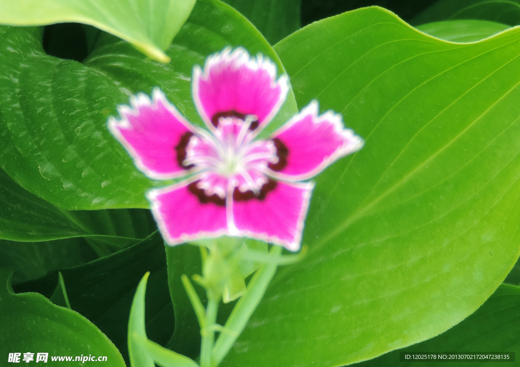 小花