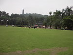 椰子树