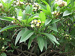 鸡蛋花