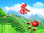 茶图片