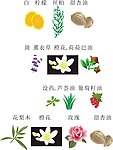 面膜植物