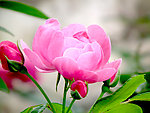 月季花