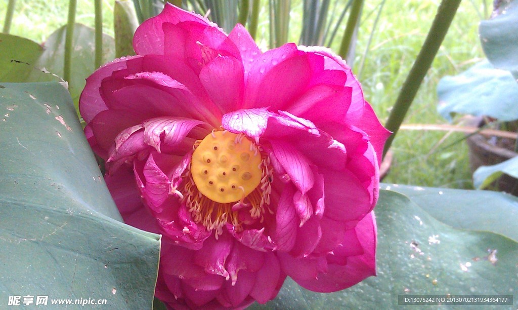 荷花 莲花