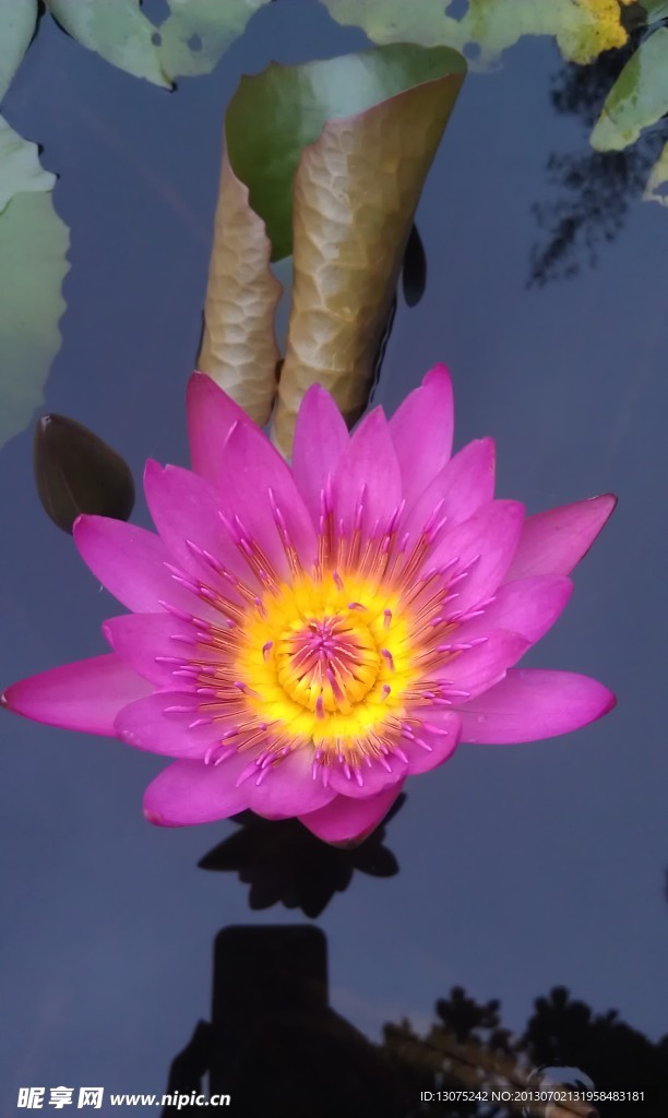 荷花 莲花