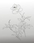 玫瑰花