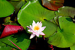 莲花