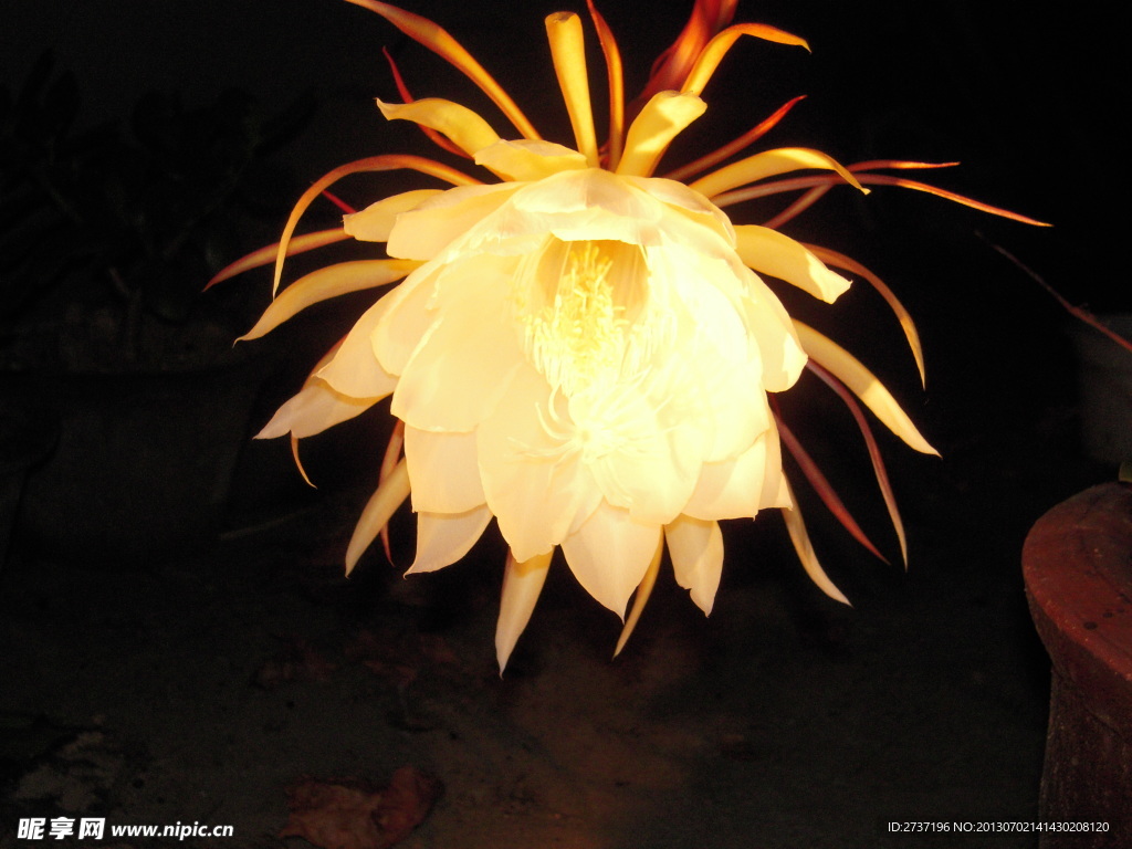昙花