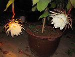 昙花
