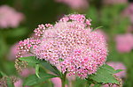 粉花绣线菊