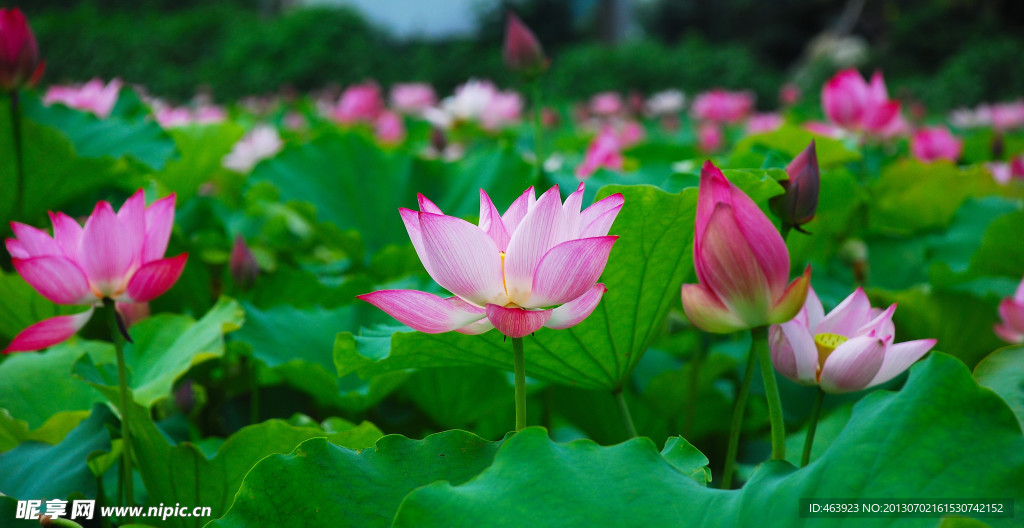 荷花