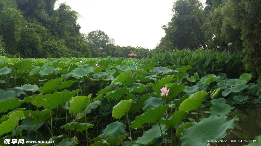 莲池
