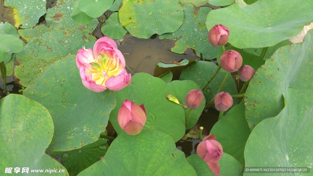 莲花