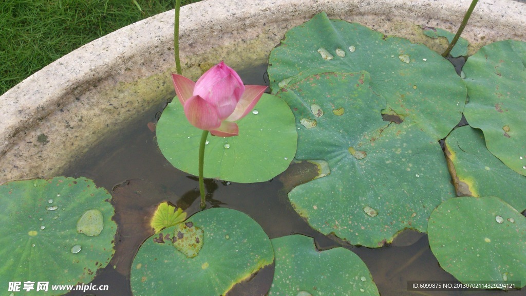 荷花