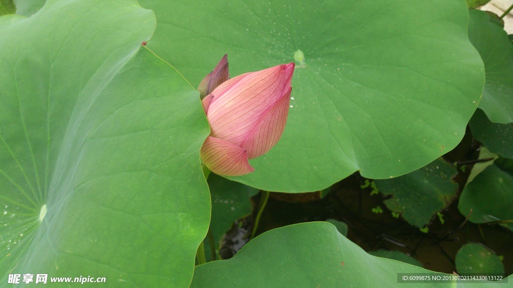 莲花