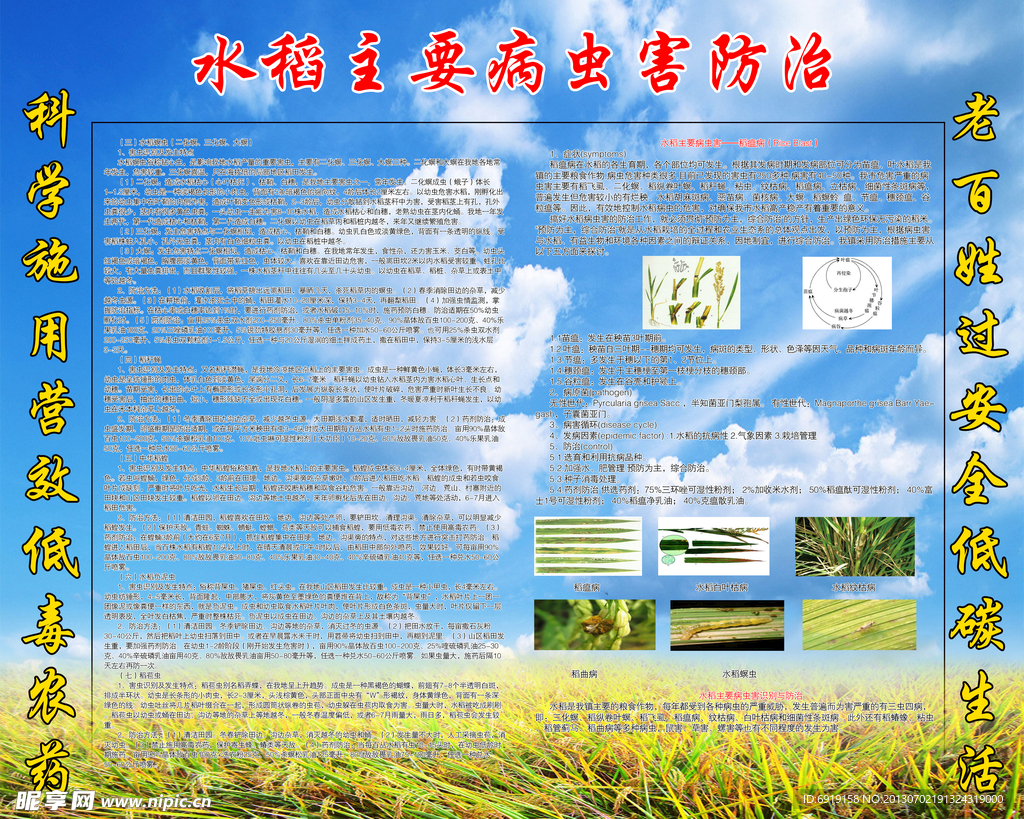 水稻主要害虫防治
