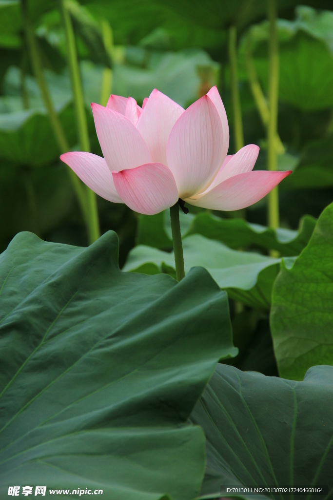 荷花