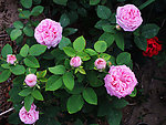 月季花