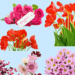 鲜花