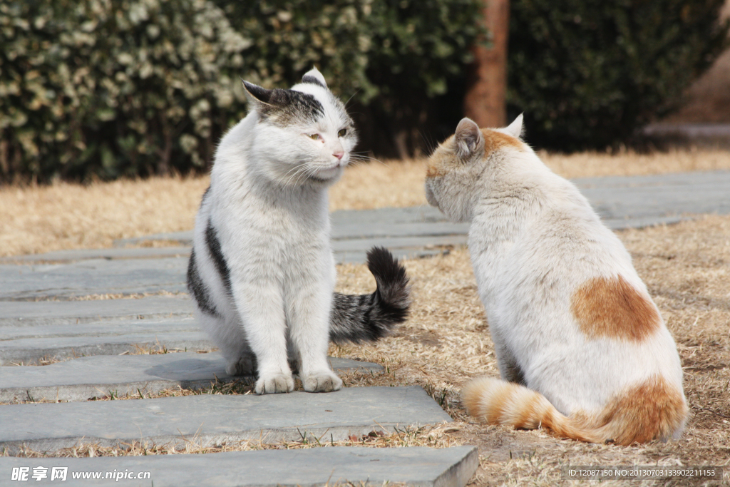 两只猫