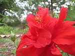 扶桑花