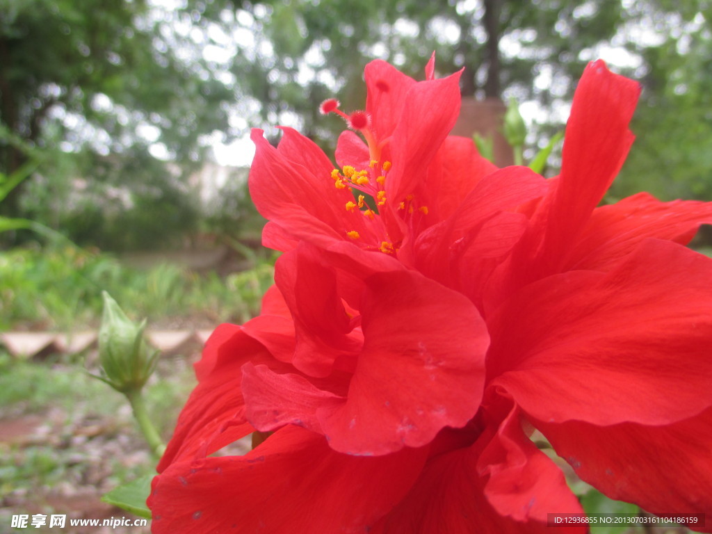扶桑花