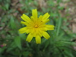 黄花