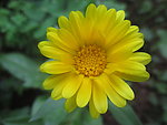 花类