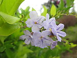 紫色花