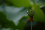 残荷