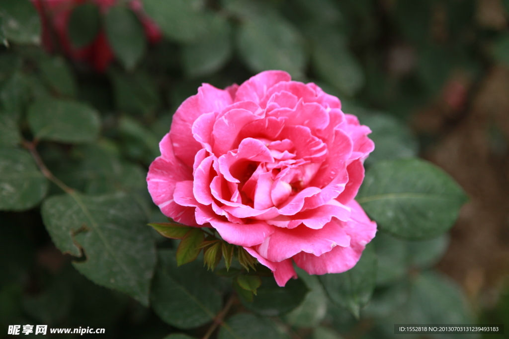 月季花