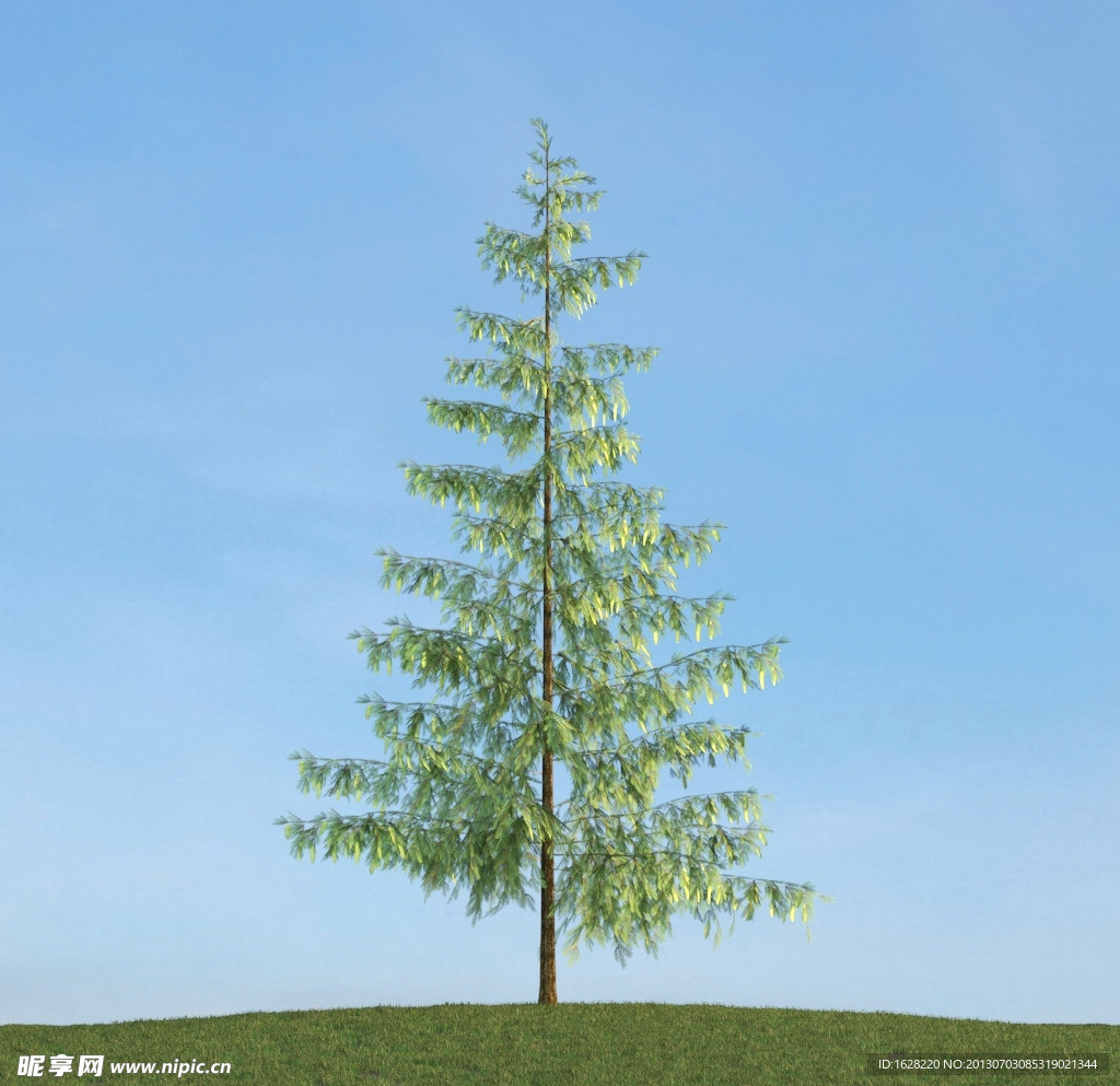 树木植物模型