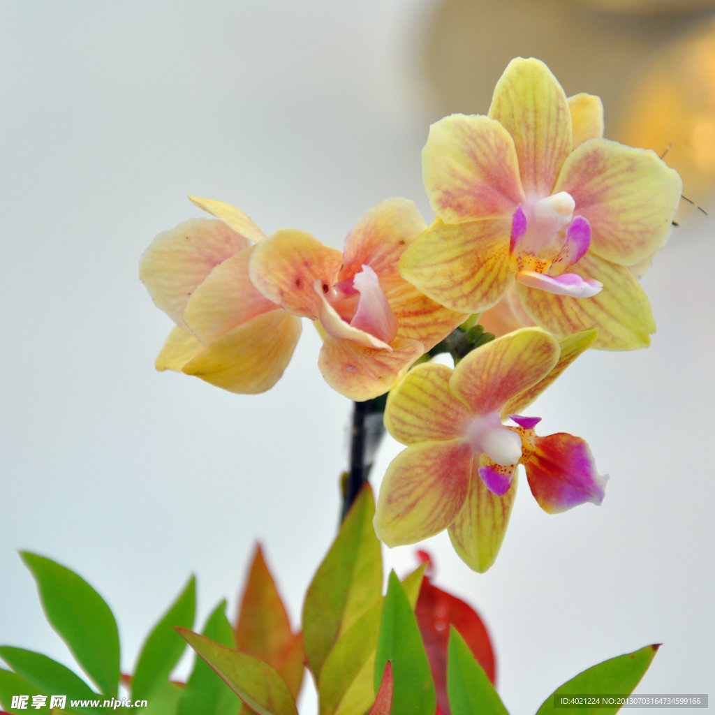 蝴蝶花