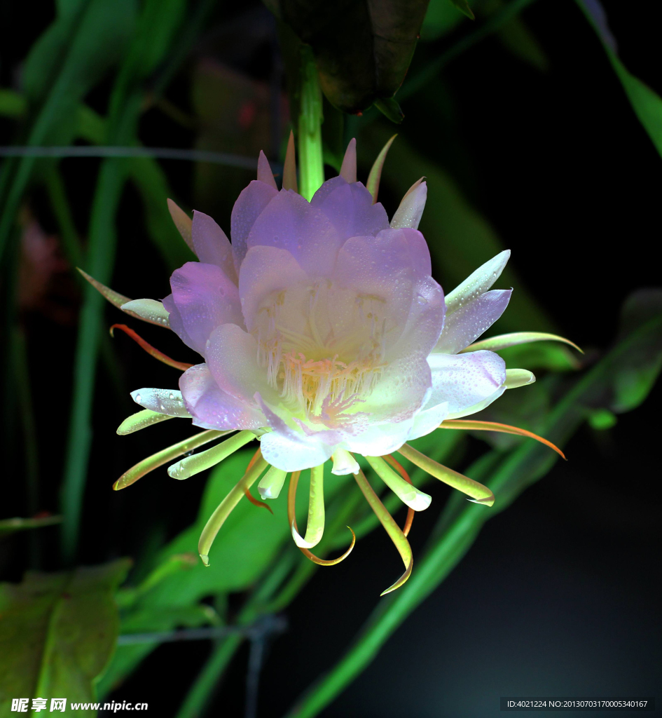 令箭荷花