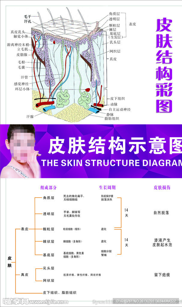 皮肤结构示意图