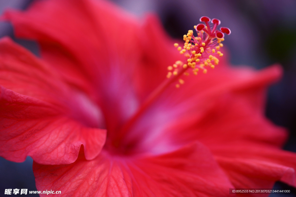 鲜花