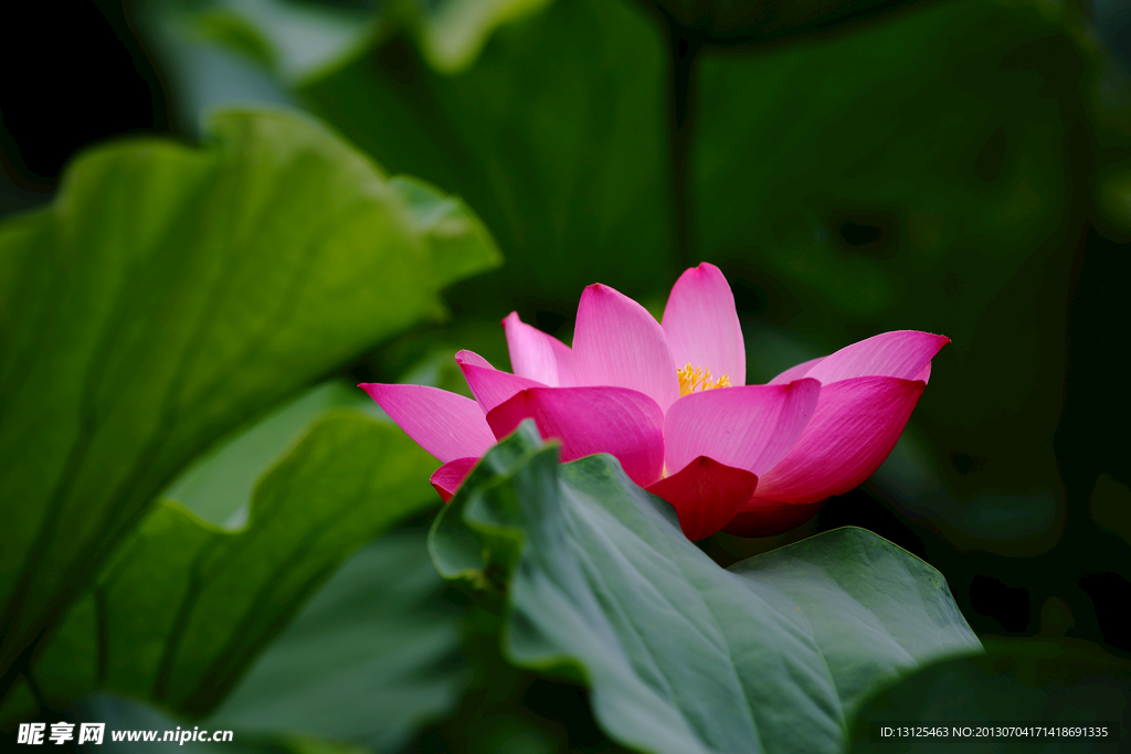 荷花