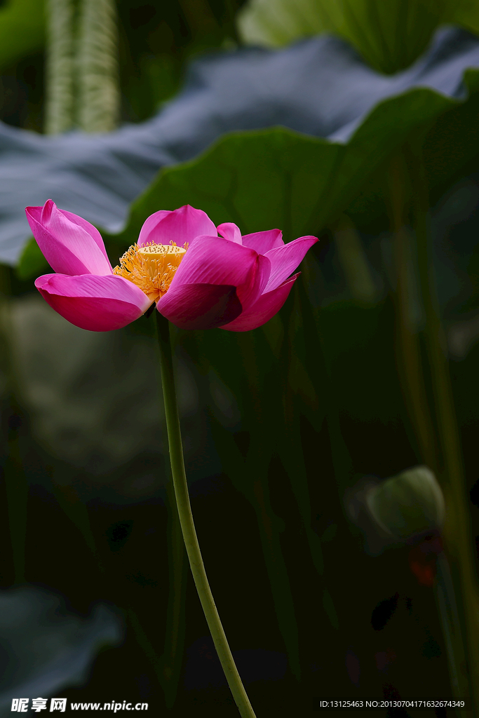 荷花