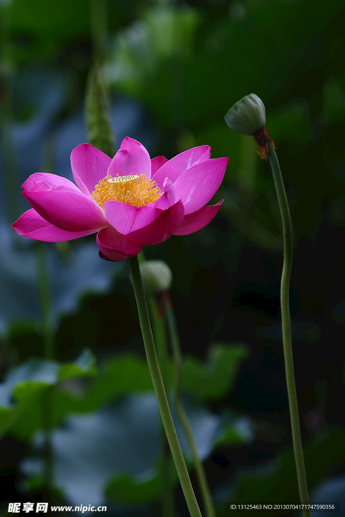荷花