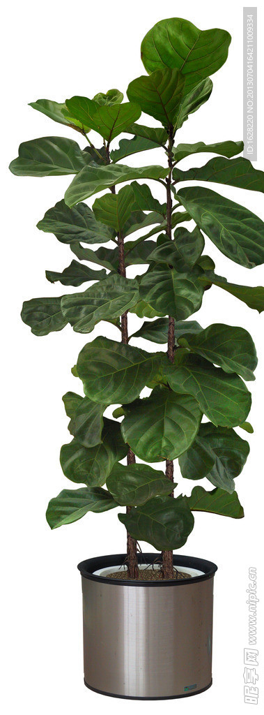 室内装饰植物